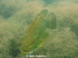 Picture taken at Kirkfield Quarry by Nick Roitman 